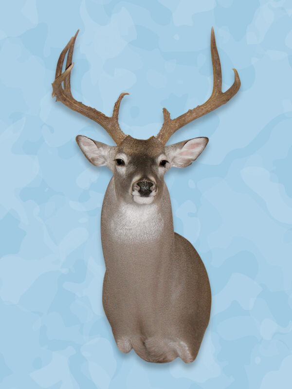 whitetail deer, whitetail deer forms,
