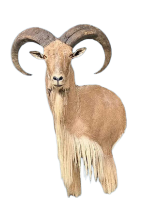AU44 - AOUDAD