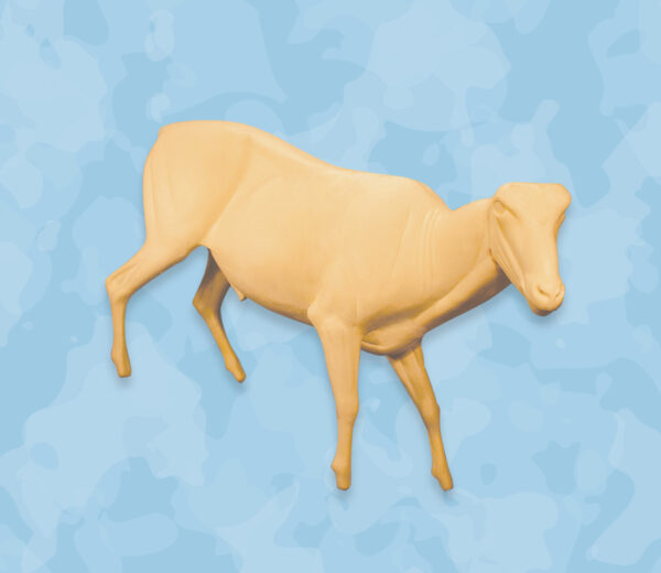 Aoudad Life Size Taxidermy Forms
