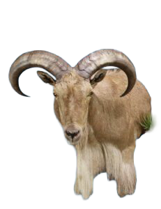AU53 - AOUDAD