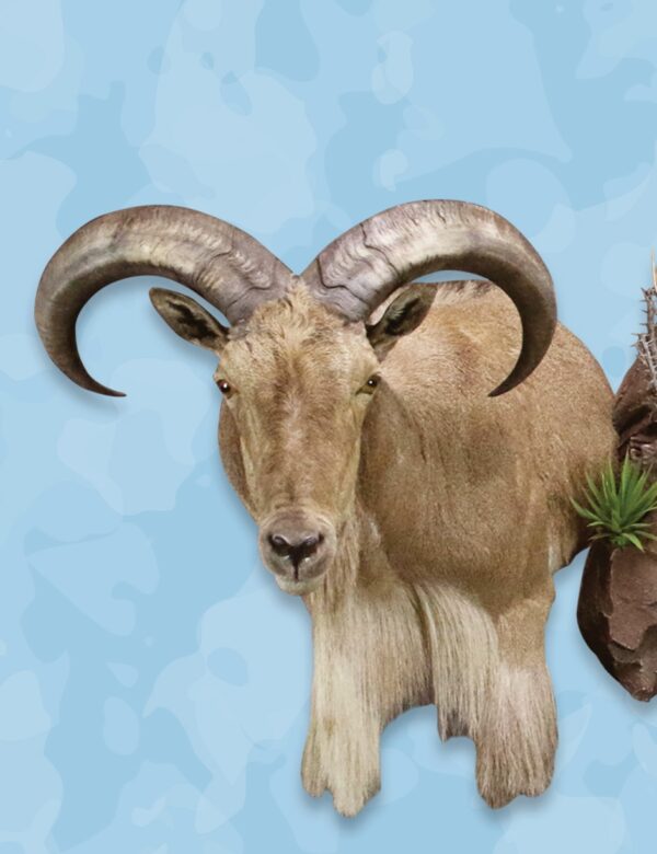 Aoudad Taxidermy Forms