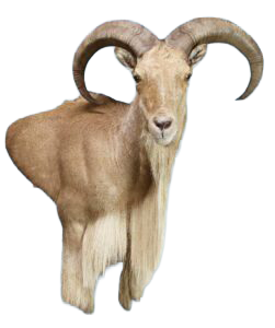 AU73 - AOUDAD