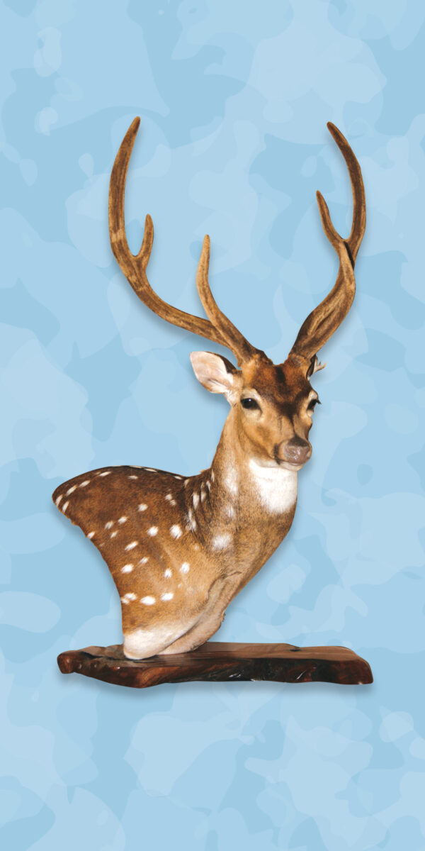 Axis Taxidermy Forms