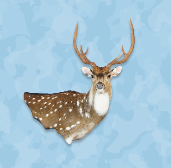 Axis Taxidermy Forms