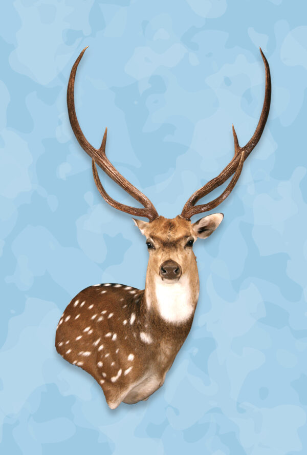 Axis Taxidermy Forms