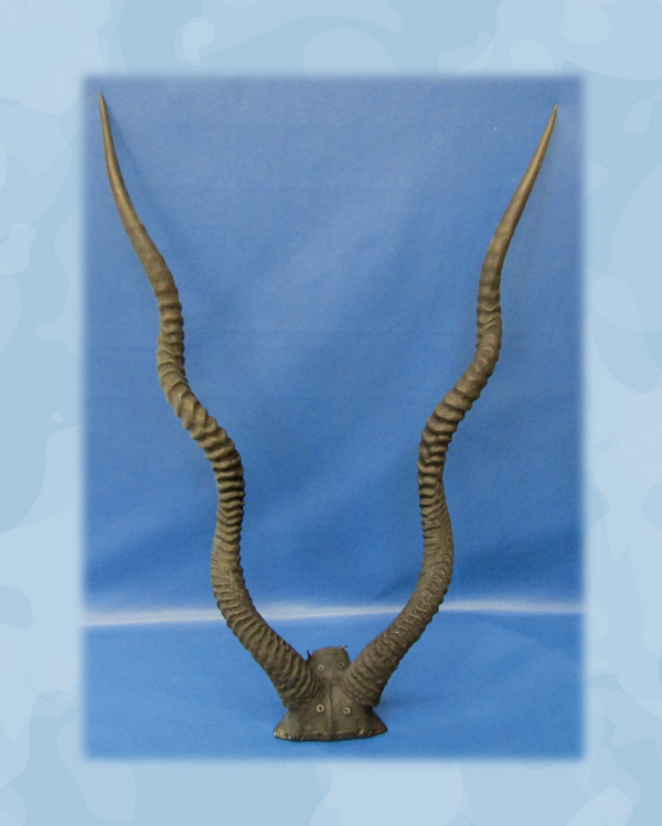 Addax Reproduction Horns
