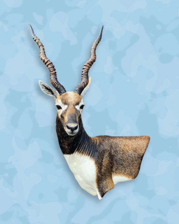 Blackbuck Taxidermy Forms, Jetz Taxidermy Supplies