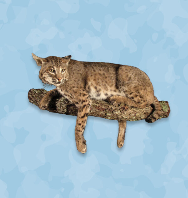 Bobcat Taxidermy Forms, bobcat forms