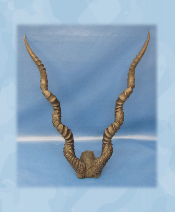 blackbuck reproduction horns