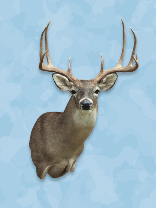 whitetail deer forms, whitetail forms