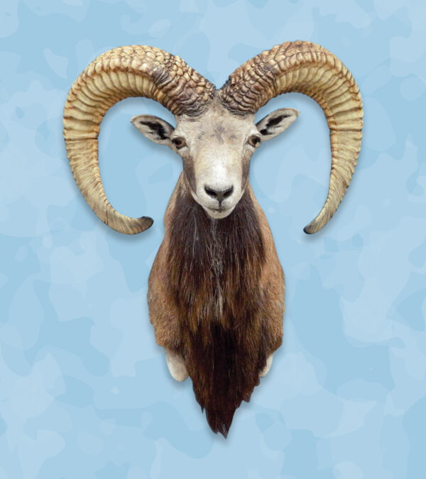 Sheep Taxidermy Forms, Sheep Mount