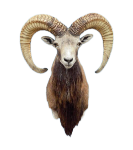 CS04 - SHEEP