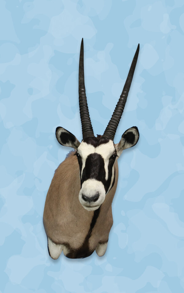 Gemsbok Taxidermy Forms