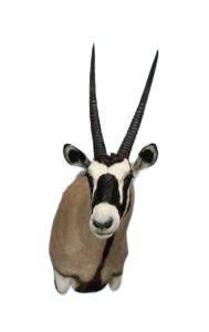 GB31 - GEMSBOK