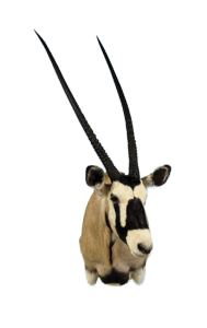 GB32 - GEMSBOK