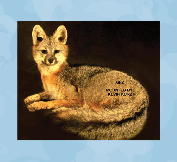 grey fox, grey fox forms