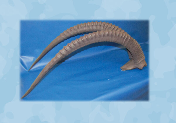 sable reproduction horns