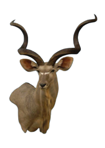 KUDU303 - KUDU