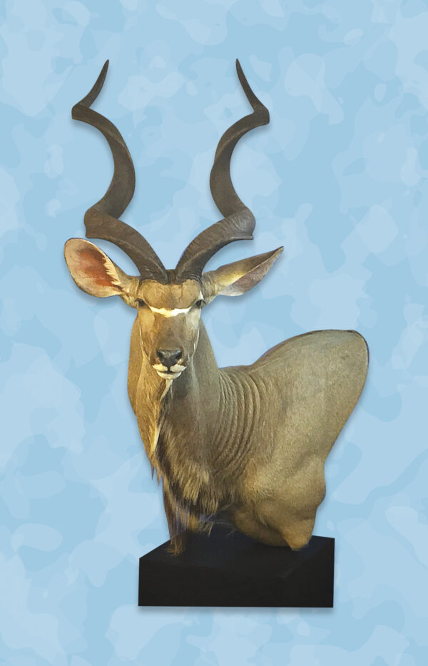 Kudu Taxidermy Forms, Jetz Taxidermy Supply