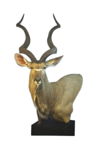 KUDU306 - KUDU