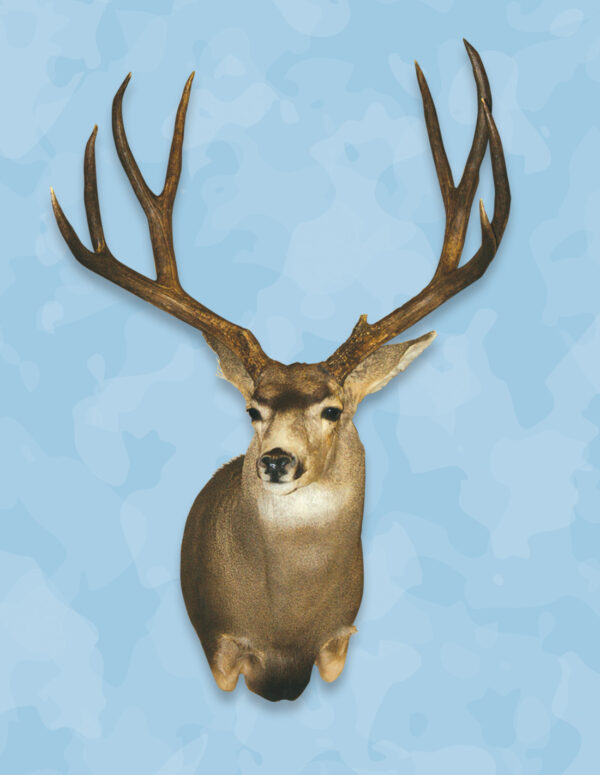 Mule Deer Taxidermy Forms, Mule Deer Forms