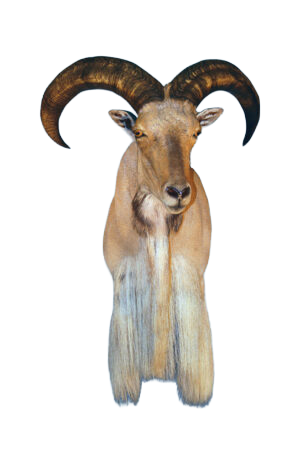 AU56 - AOUDAD