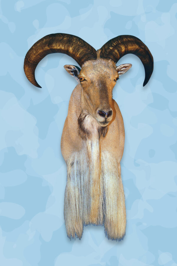 Aoudad Taxidermy Form