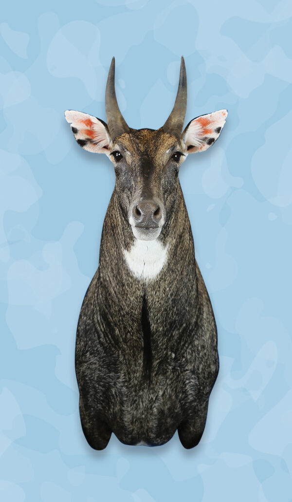Nilgai Taxidermy Forms, Jetz Taxidermy Supply