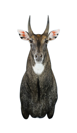 NG260 - NILGAI