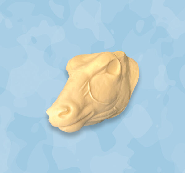 Nyala head, nyala taxidermy head