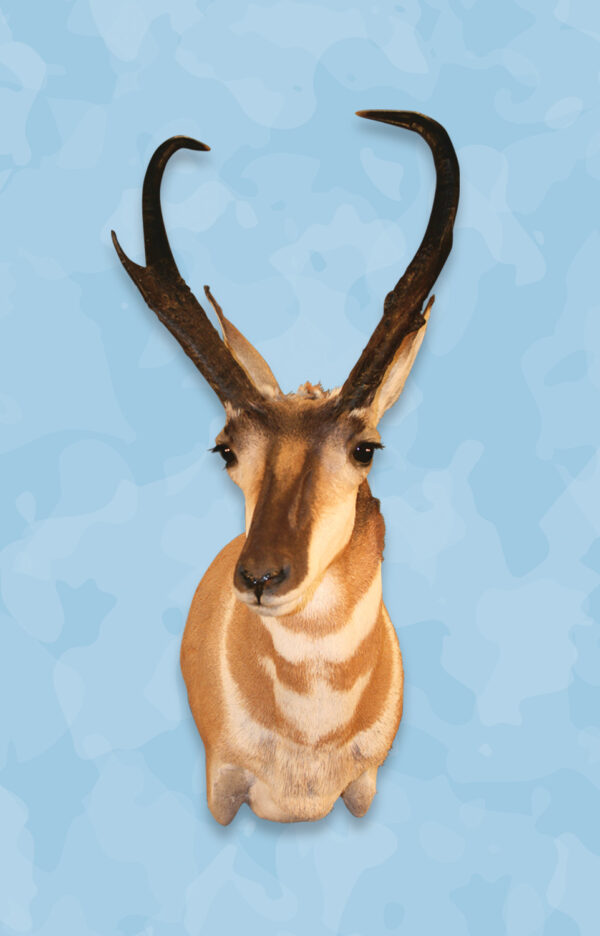 Pronghorn Taxidermy Forms