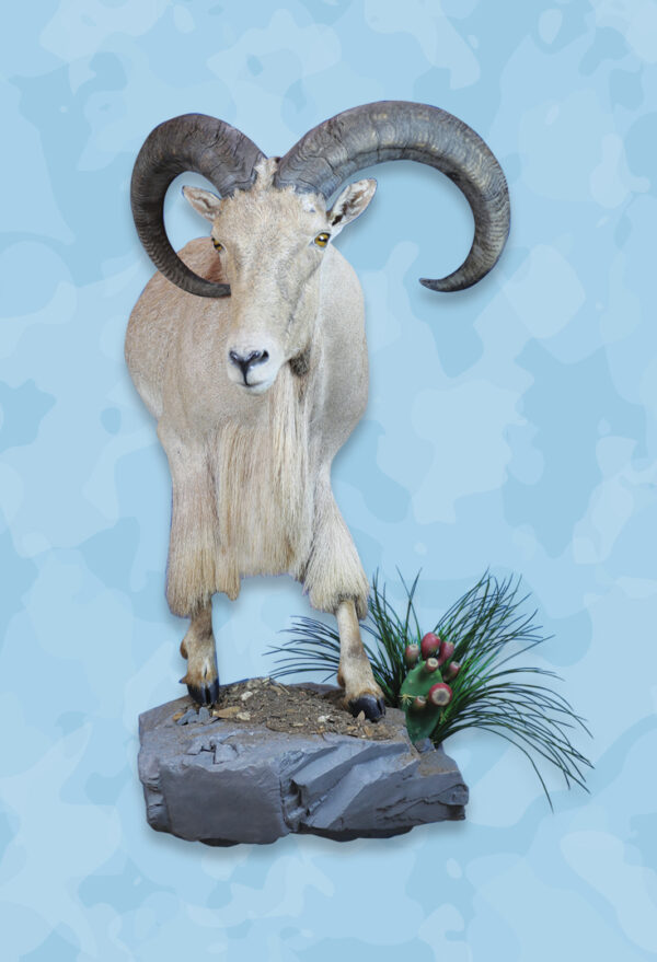 Aoudad Taxidermy Forms