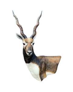 BB14 - BLACKBUCK
