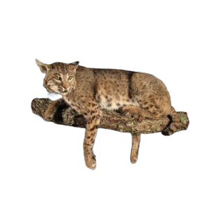 BCK1 - BOBCAT