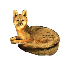 GF2 - GREY FOX