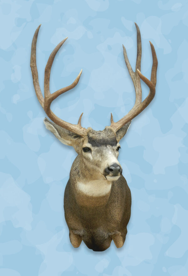 New Mexico Mule deer, Jet Smith mount