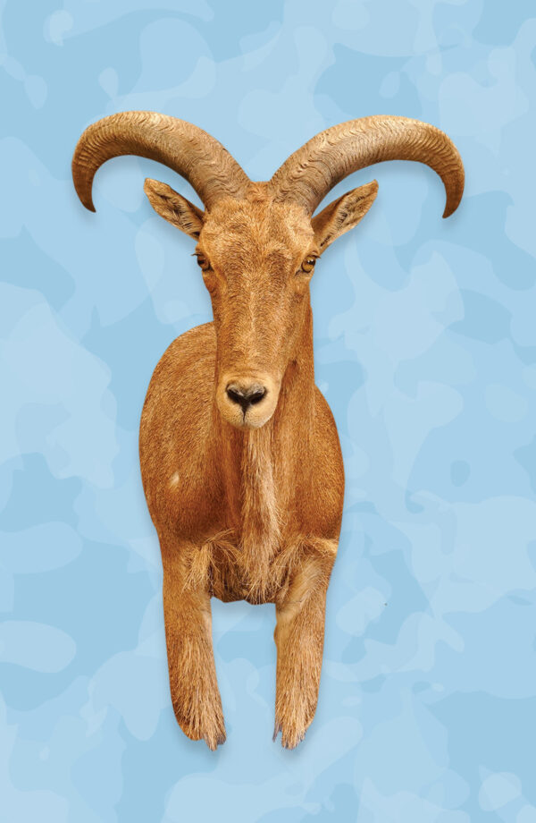 Aoudad, Taxidermy Forms, Jetz Taxidermy Forms