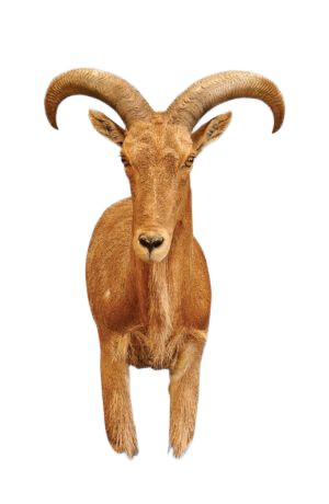 AU11 - AOUDAD