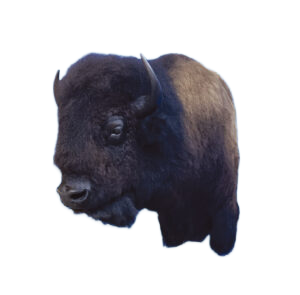 BUF46 - BUFFALO
