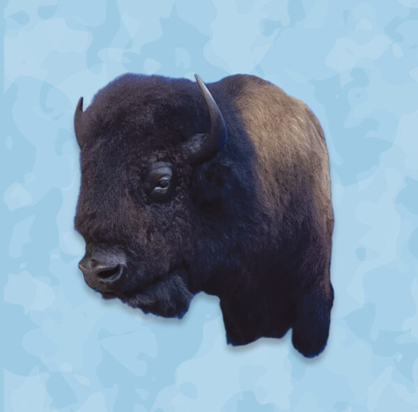 Buffalo Form, Jetz Taxidermy Supply