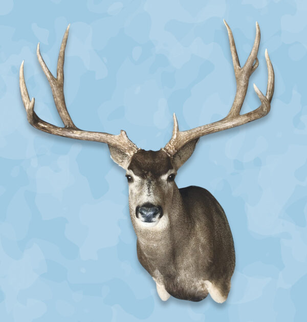 Mexico Mule Deer, Jetz Taxidermy Supply