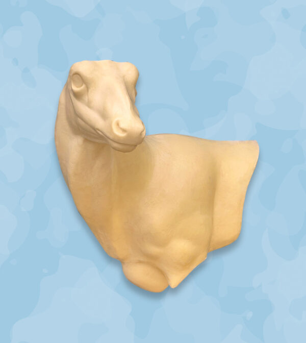 Mexico mule deer wall pedestal, jetz taxidermy supply