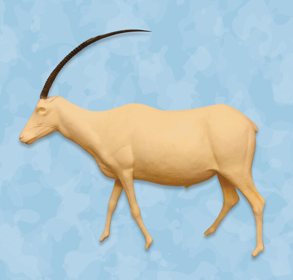 Scimitar Life Size form, scimitar taxidermy forms