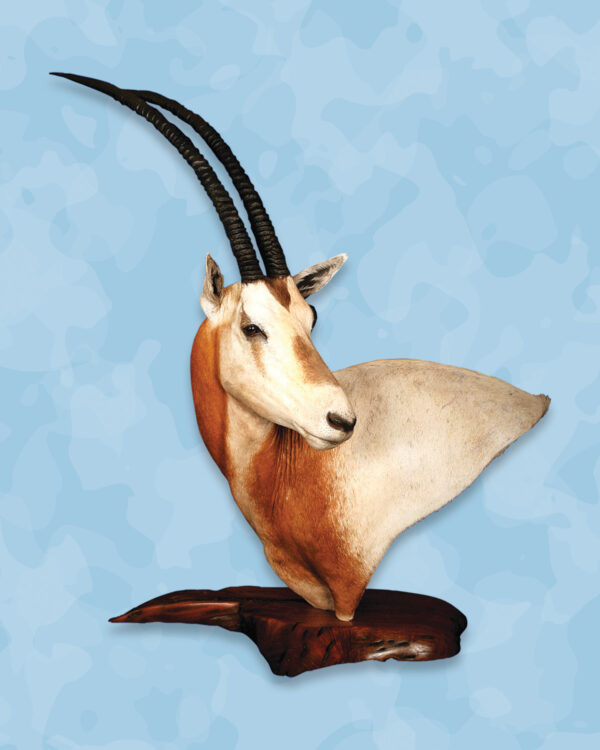 Scimitar Taxidermy Forms, Jetz Taxidermy Supply