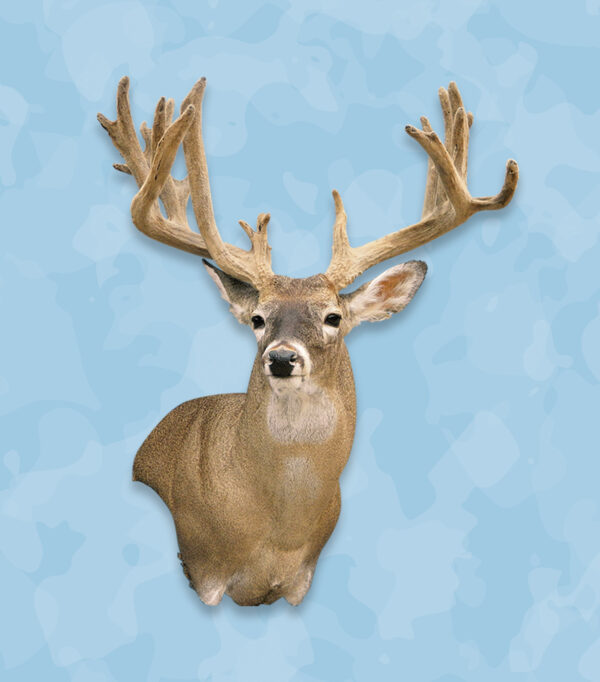 whitetail taxidermy forms, whitetail forms, whitetail deer forms