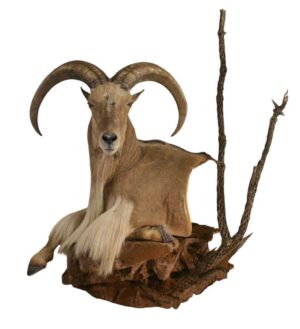 AU71 - AOUDAD